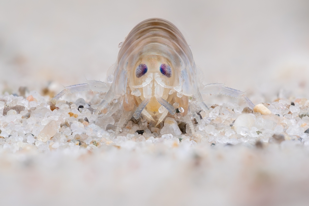 European Sand Hopper