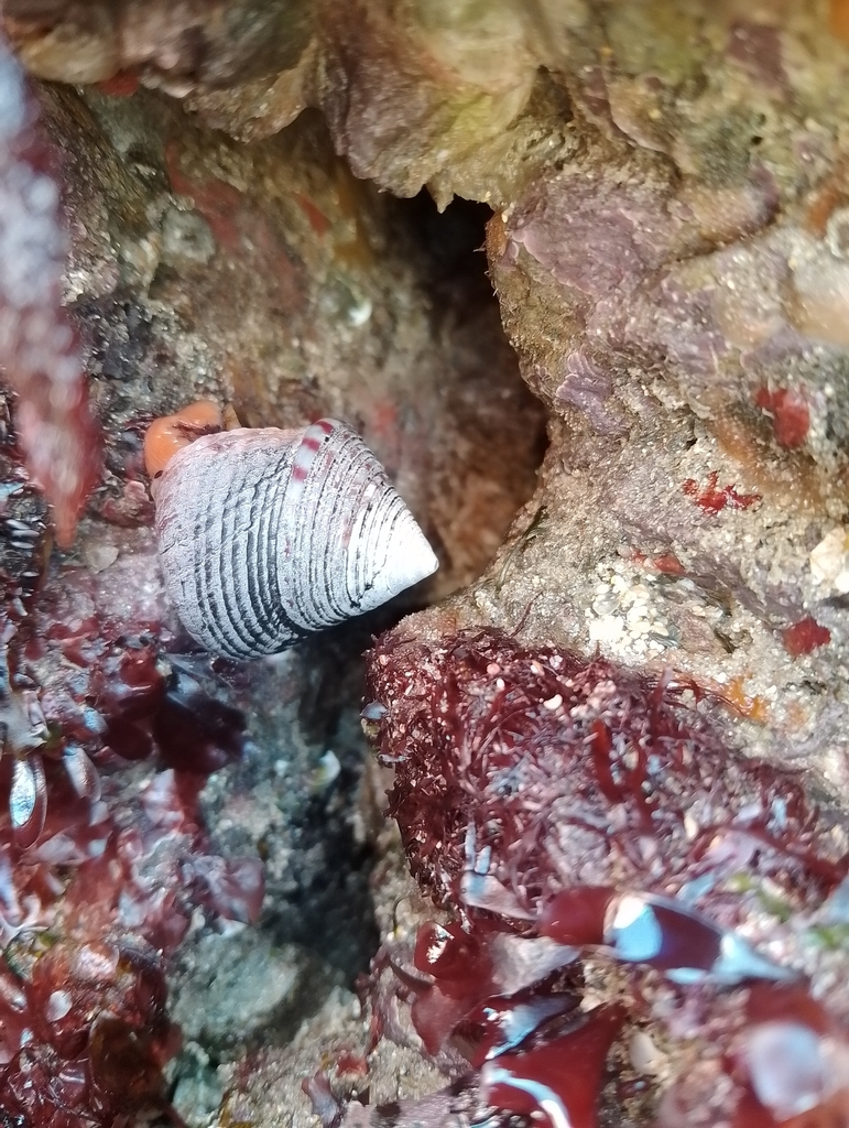 Calliostome
