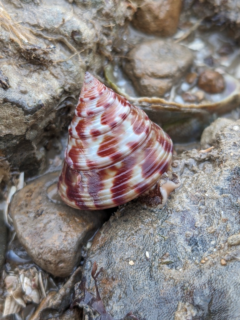 Calliostome
