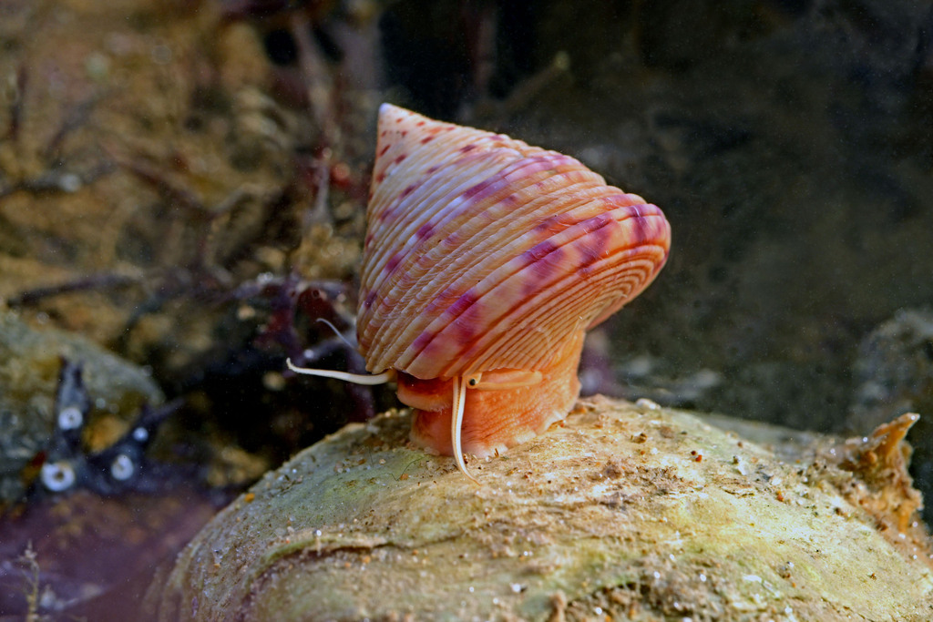 European Painted Top Shell