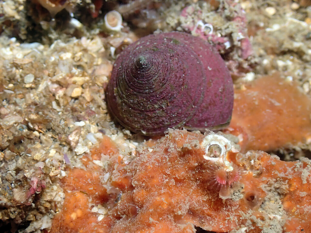 Calliostome