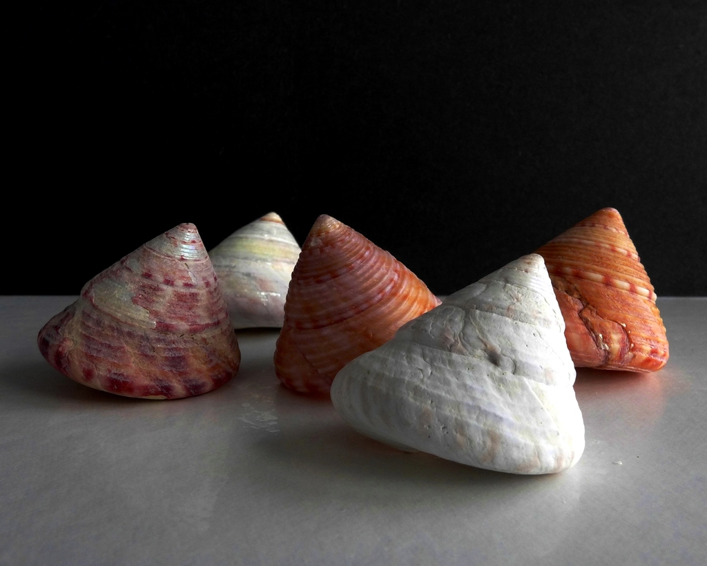 Calliostome