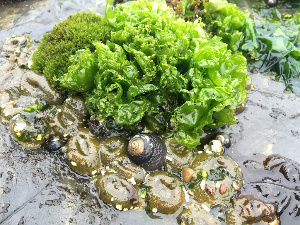Laitue de mer