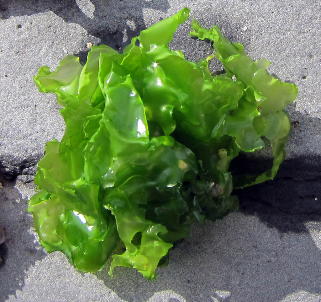 Broadleaf Sea Lettuce