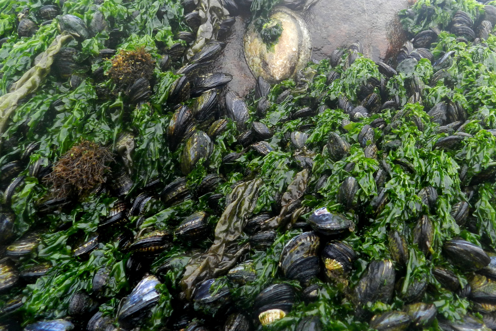 Laitue de mer