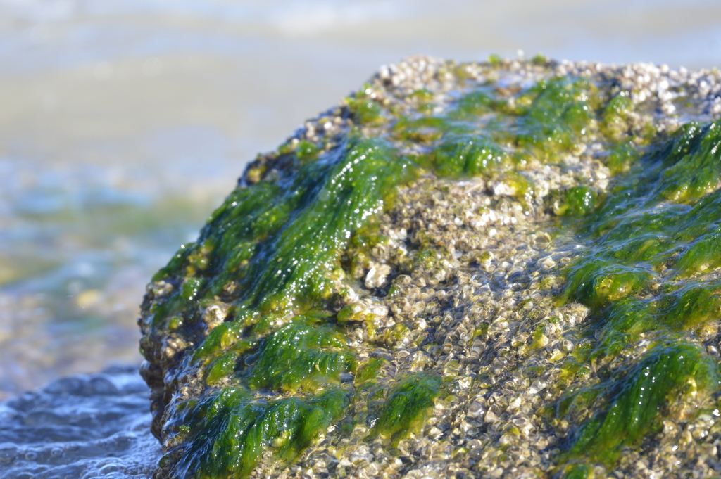 Laitue de mer