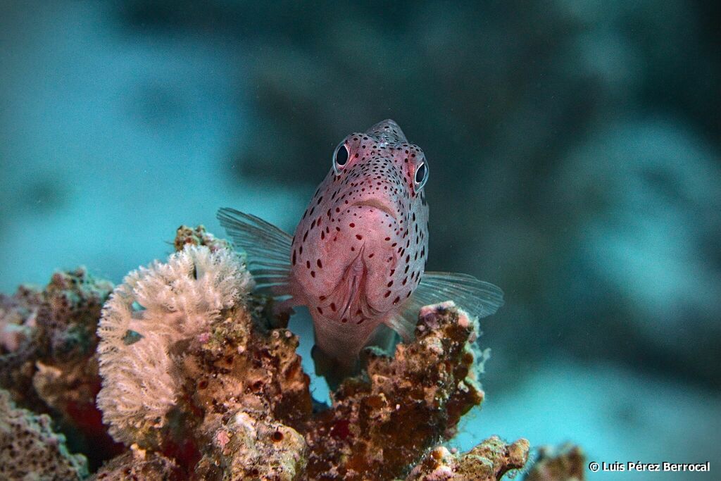 Poisson-faucon à taches de rousseur