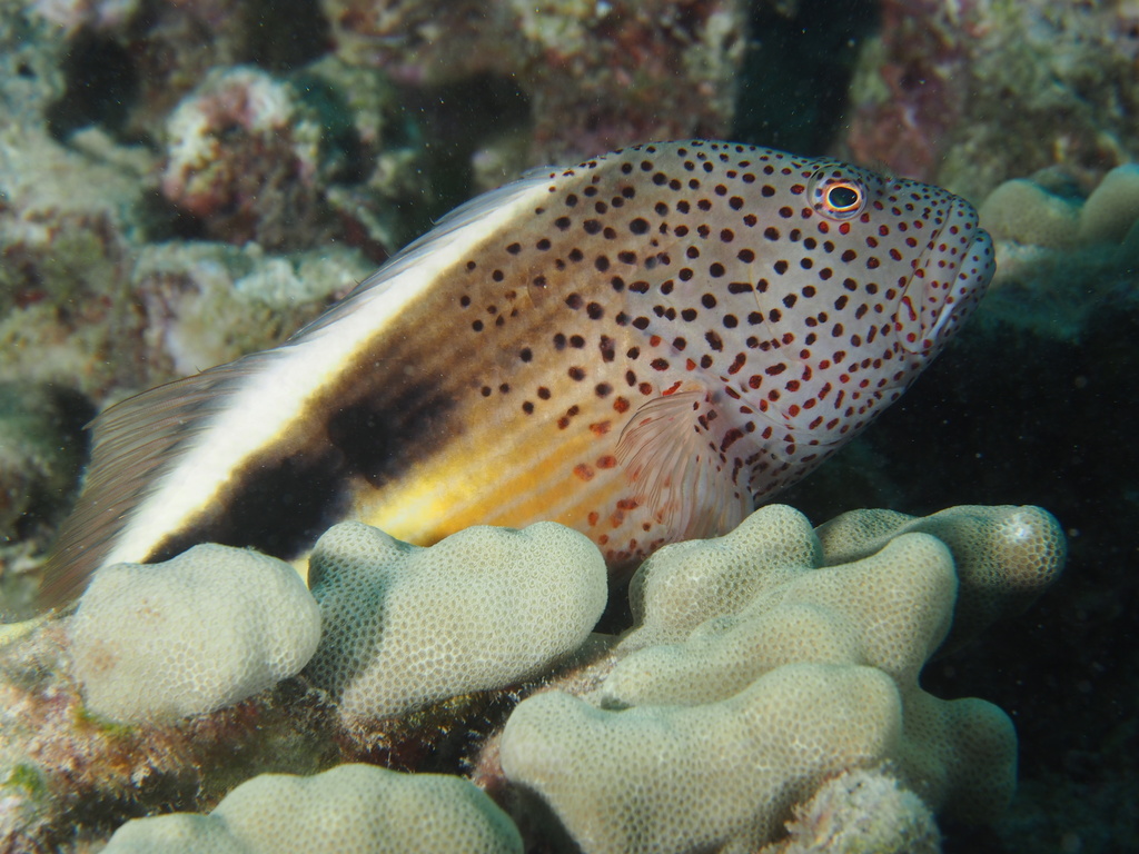 Freckled Hawkfish