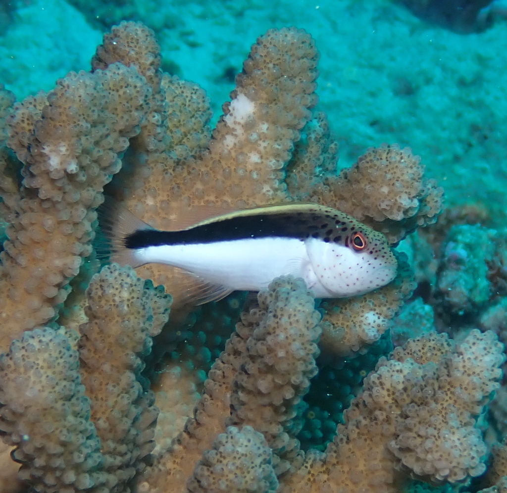 Poisson-faucon à taches de rousseur