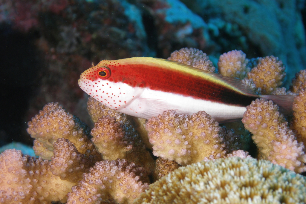 Poisson-faucon à taches de rousseur