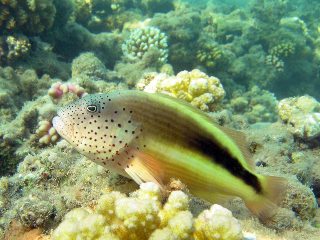 Poisson-faucon à taches de rousseur