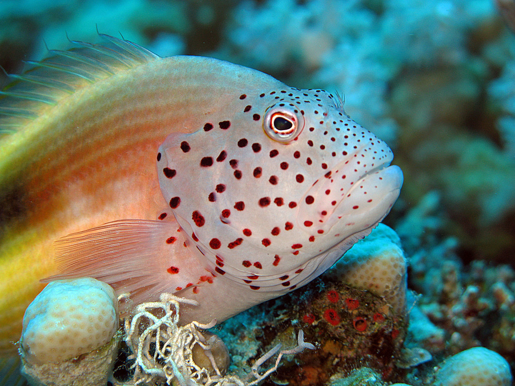 Poisson-faucon à taches de rousseur