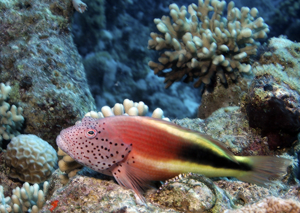 Poisson-faucon à taches de rousseur