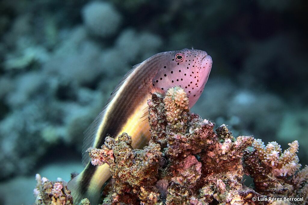 Poisson-faucon à taches de rousseur