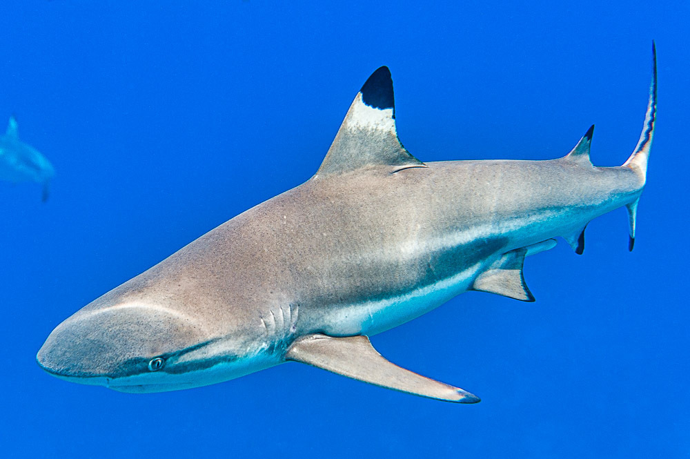 Requin pointe noire