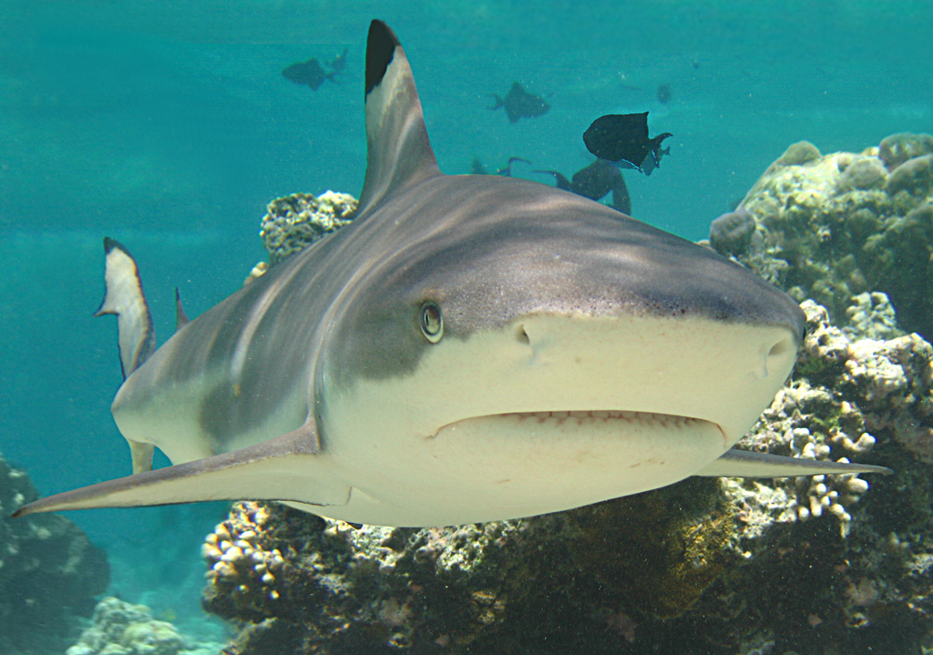 Requin pointe noire