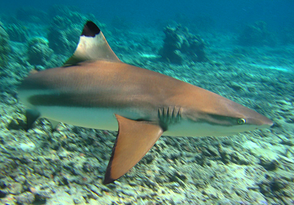 Requin pointe noire