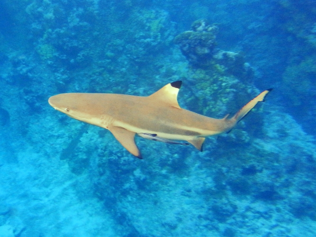 Requin pointe noire