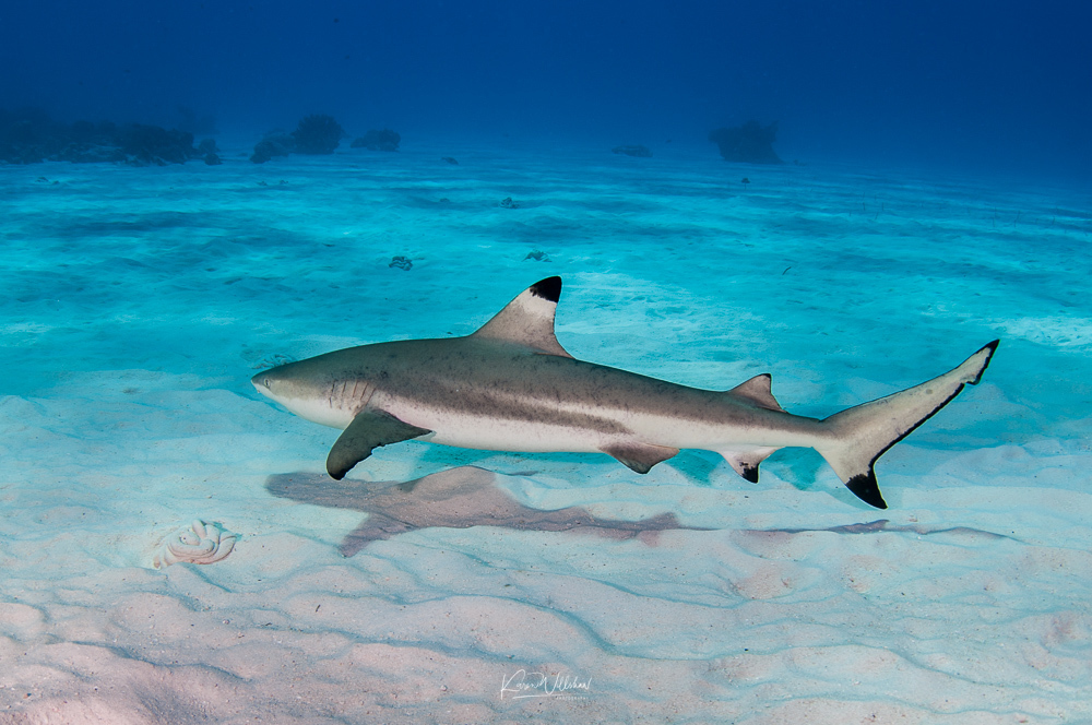 Requin pointe noire
