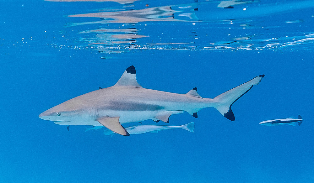 Requin pointe noire