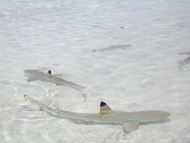 Requin pointe noire