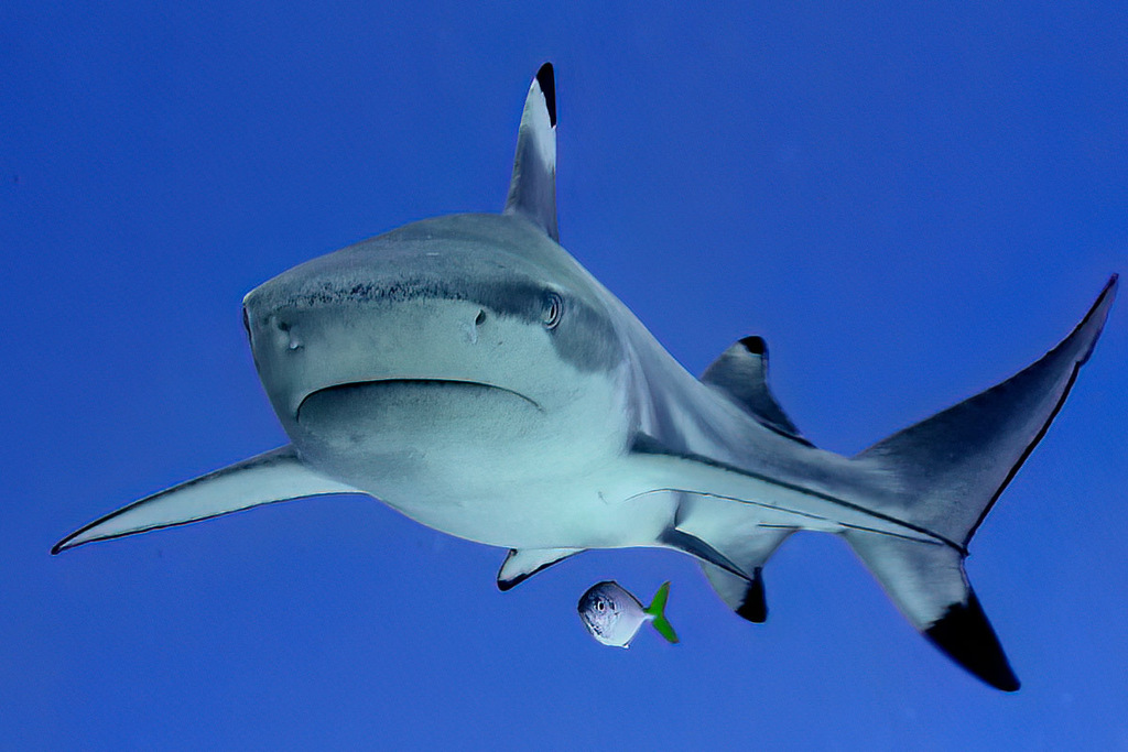 Requin pointe noire