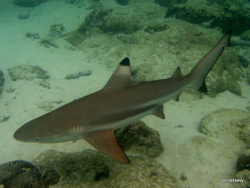 Requin pointe noire