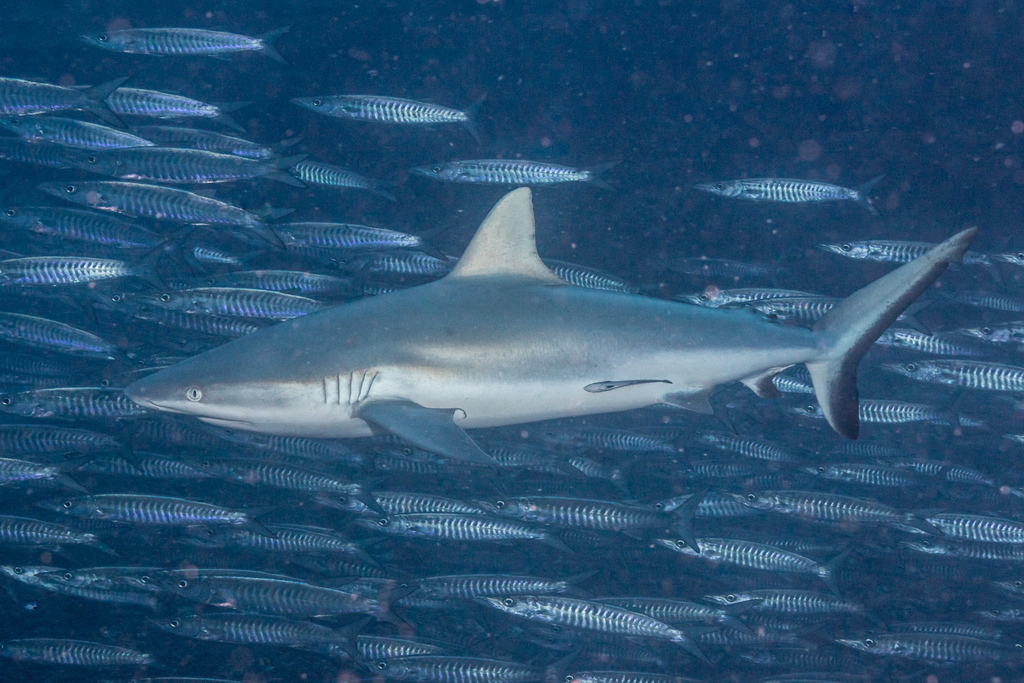 Grey Reef Shark