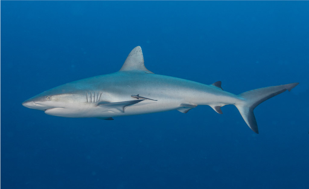 Requin gris de récif