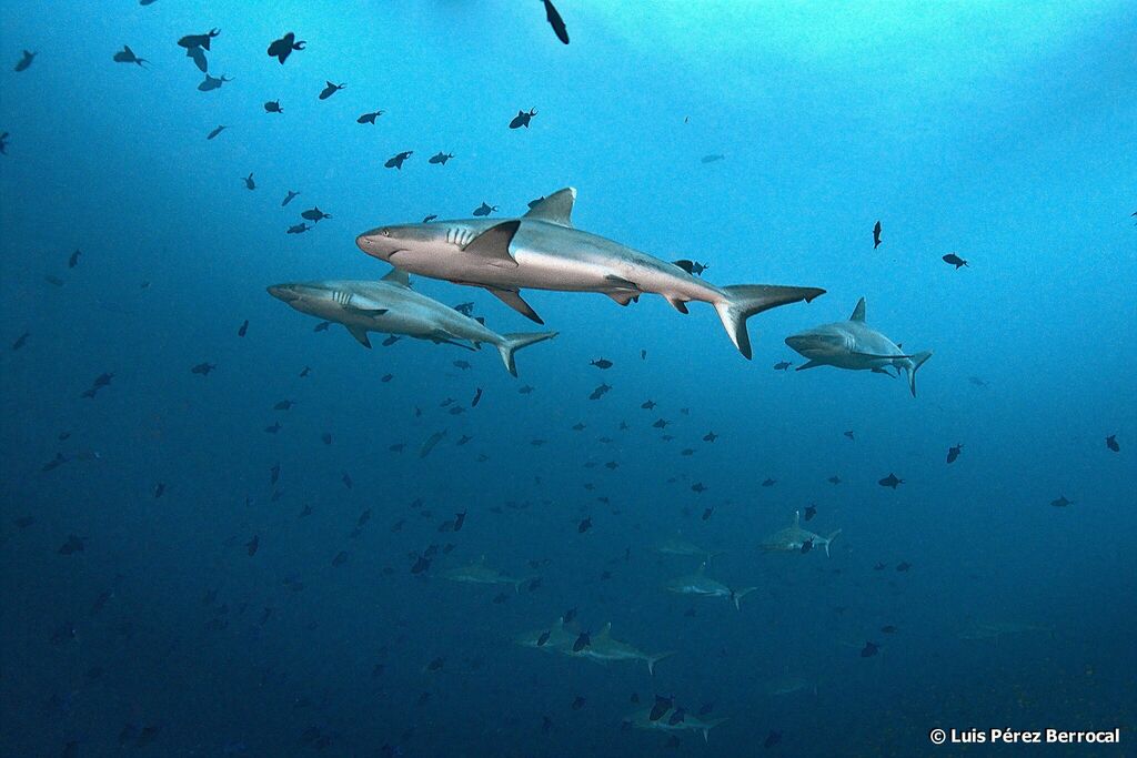 Requin gris de récif