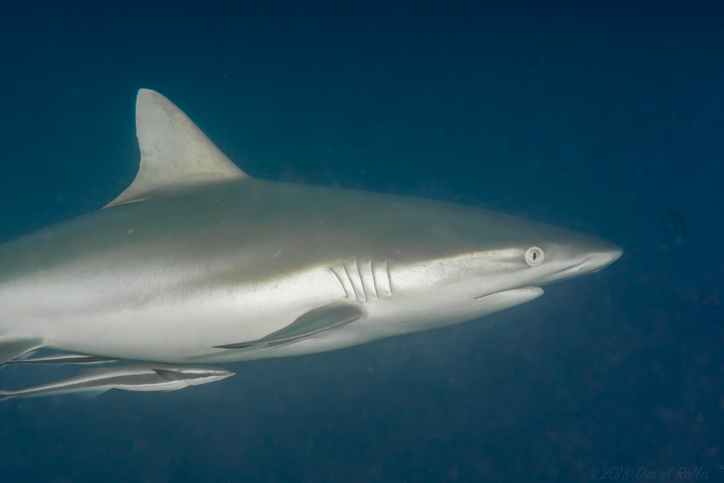 Requin gris de récif