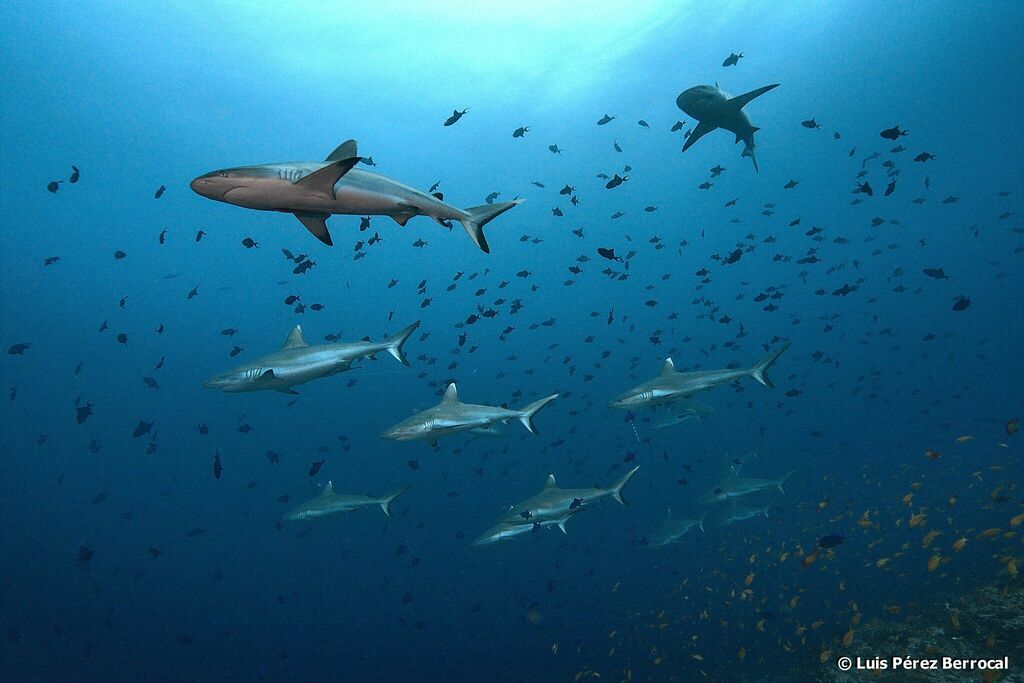 Requin gris de récif