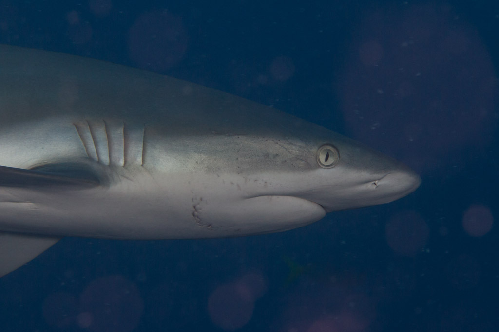 Requin gris de récif