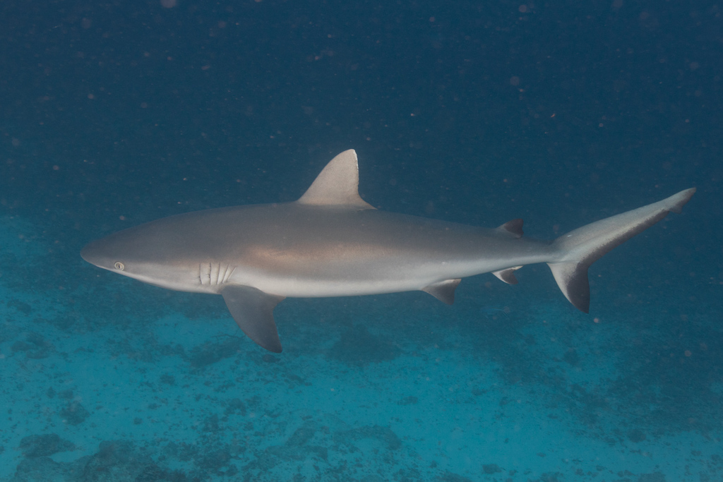 Requin gris de récif