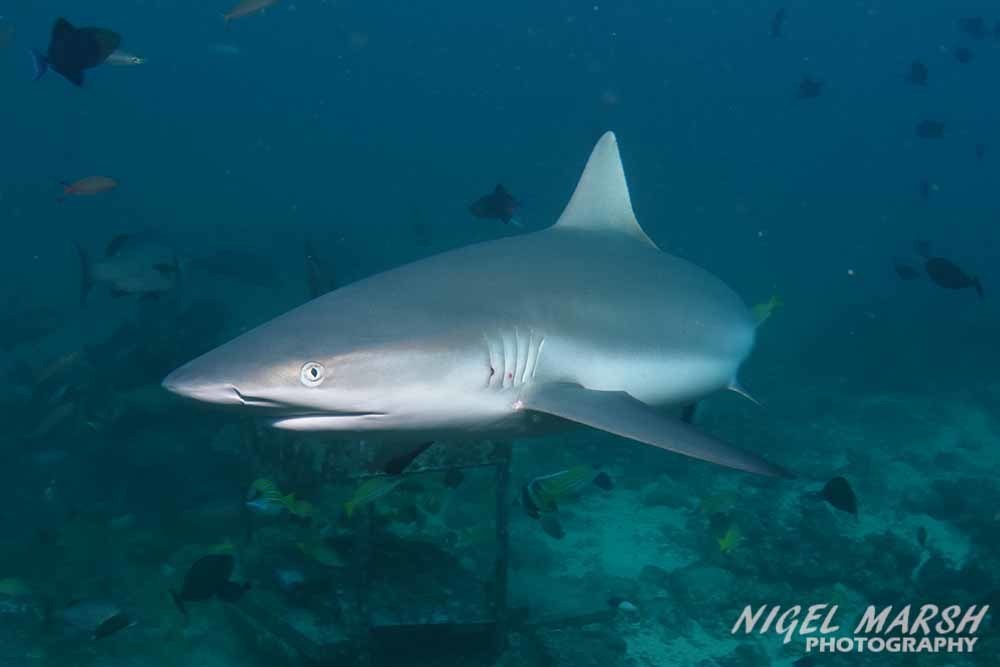 Requin gris de récif
