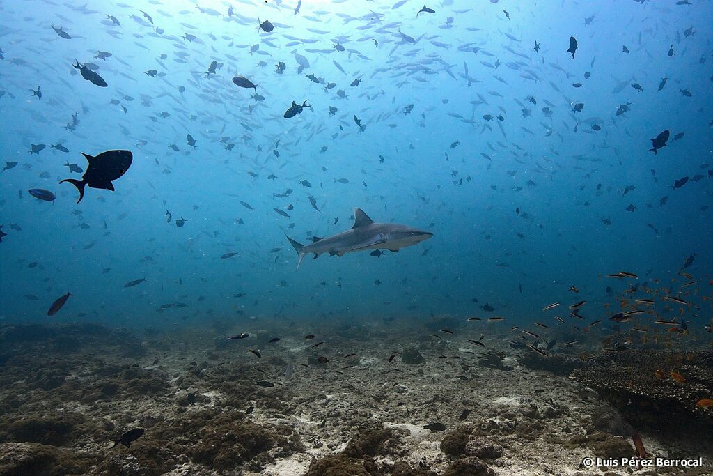 Requin gris de récif