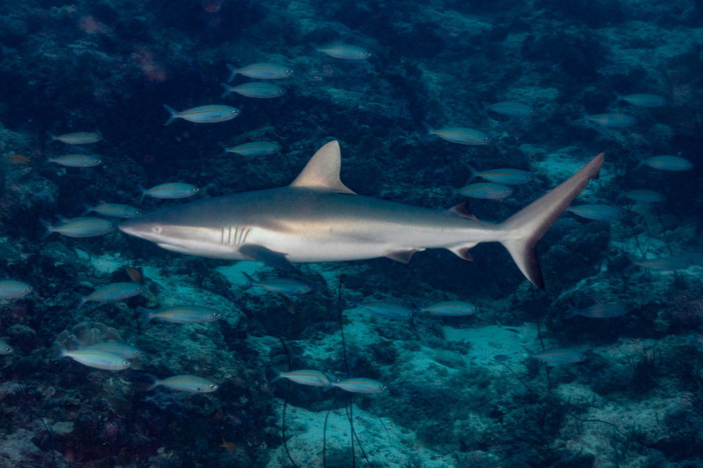Requin gris de récif