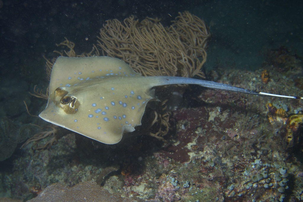 Bluespotted Maskray
