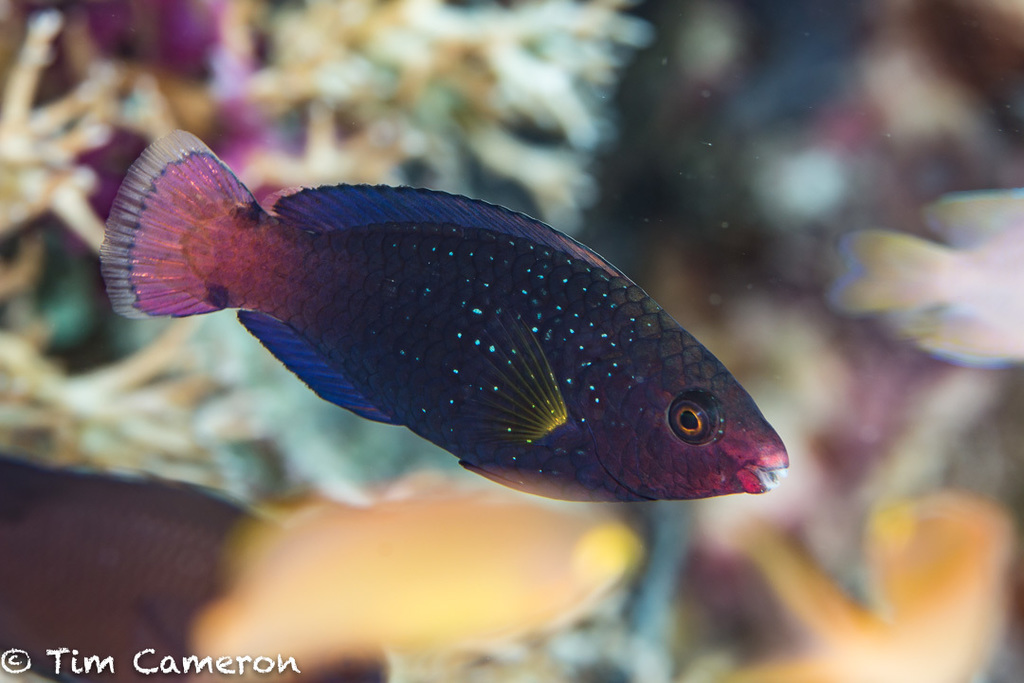 Swarthy Parrotfish