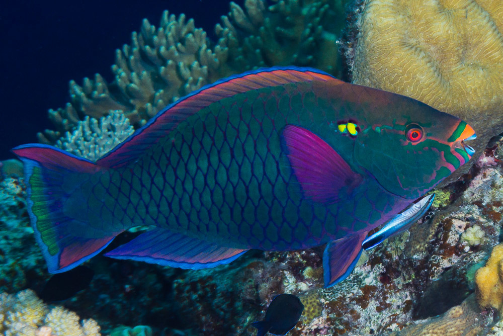 Swarthy Parrotfish