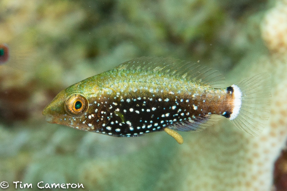 Swarthy Parrotfish