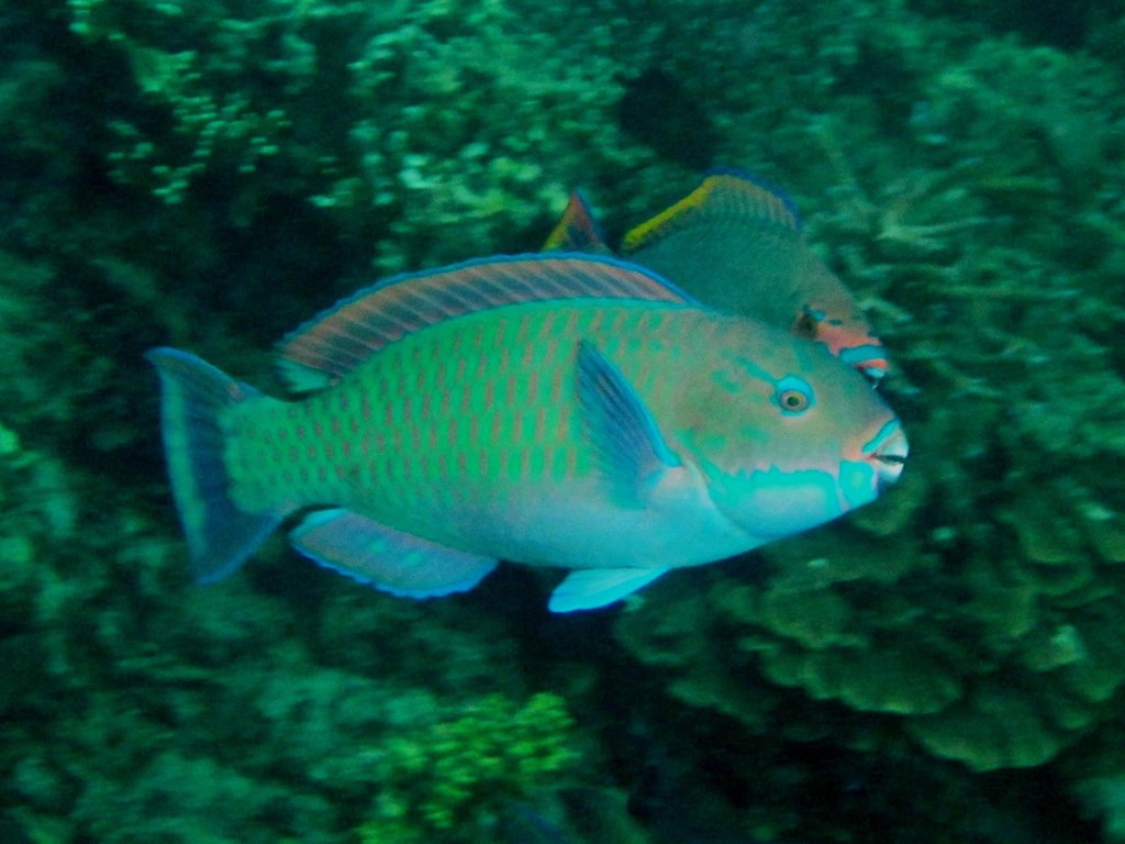 Perroquet bleu