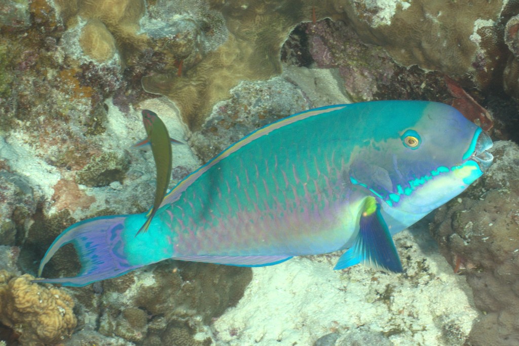 Steephead Parrotfish