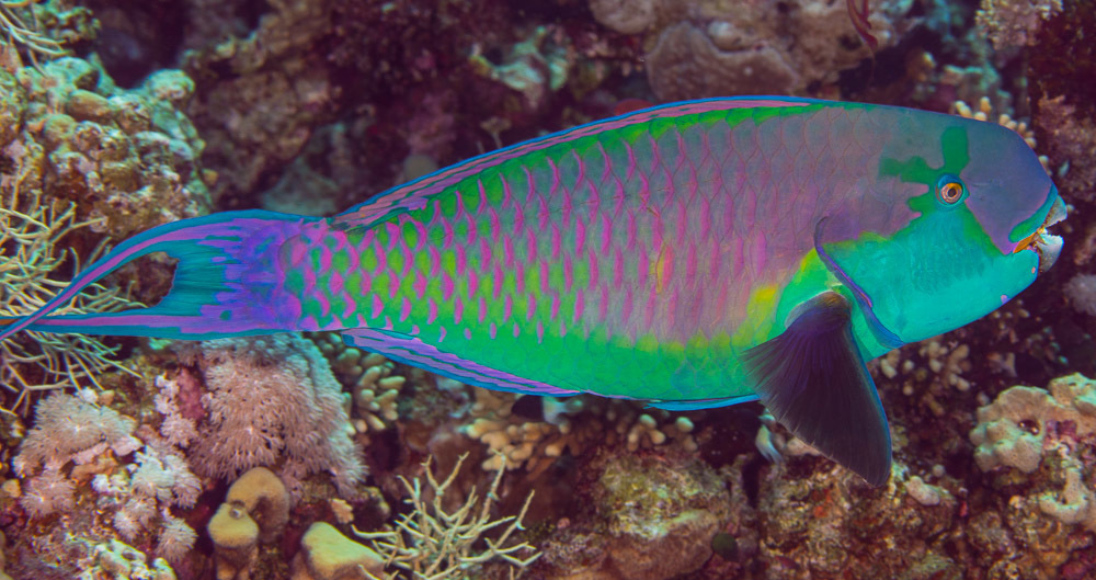 Steephead Parrotfish