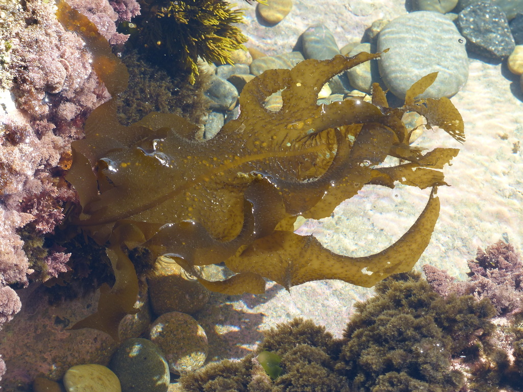 Wakame