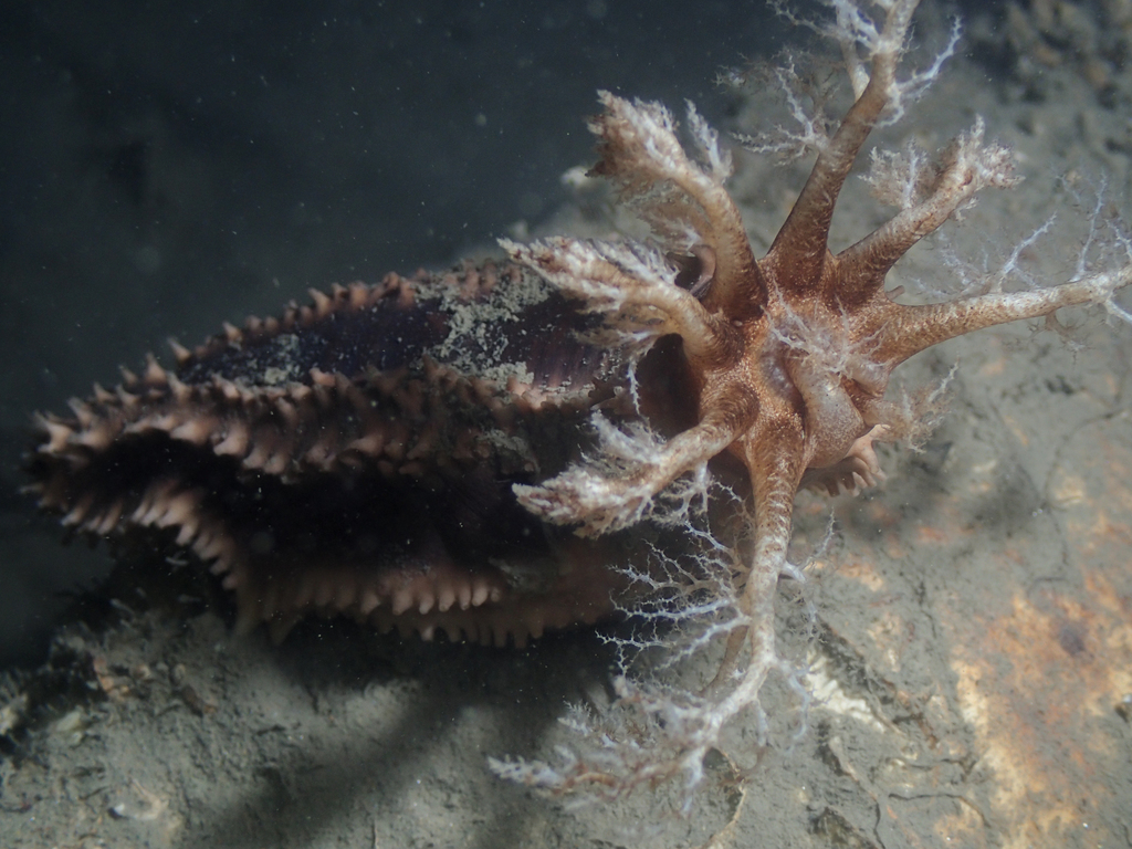 Planc's Brown Sea Cucumber