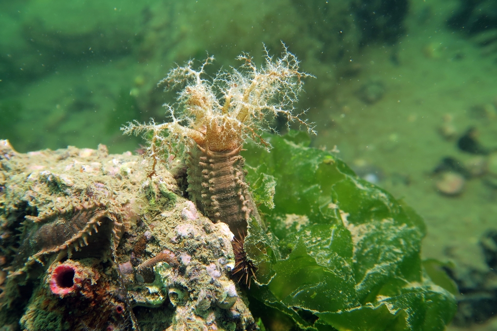 Planc's Brown Sea Cucumber
