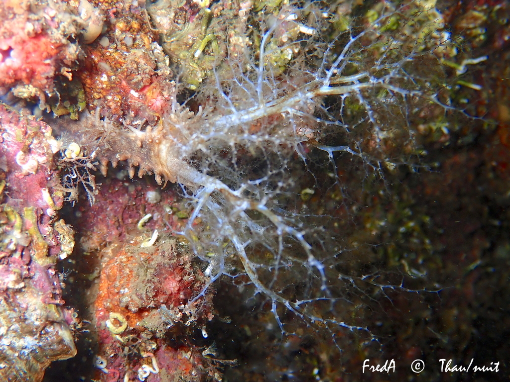 Planc's Brown Sea Cucumber