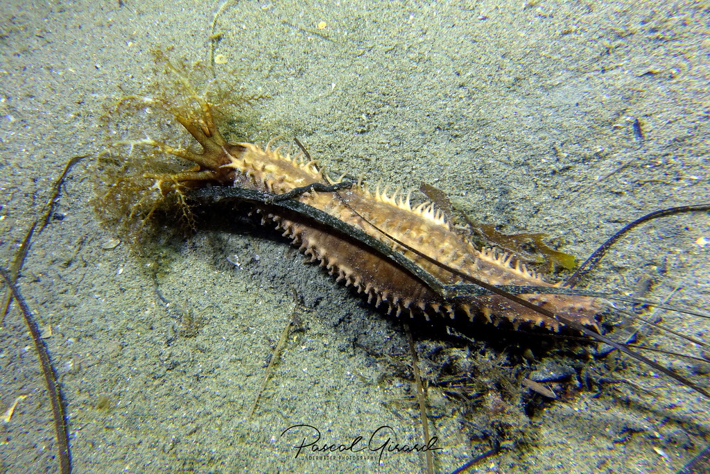 Planc's Brown Sea Cucumber