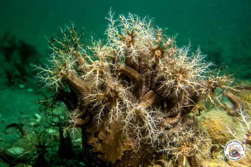 Planc's Brown Sea Cucumber
